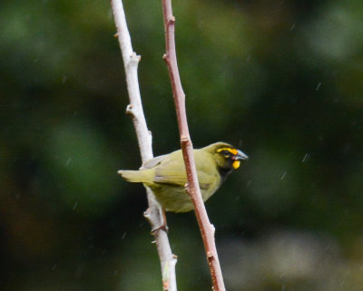 Yellow-faced Grassquit