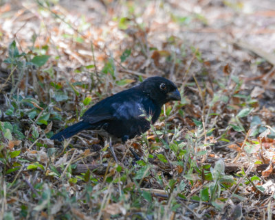 Blue-black Grassquit