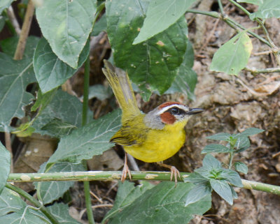 Rufous-capped Warbler