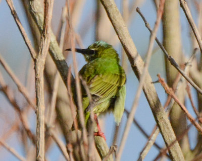 Red-legged Honeycreeper