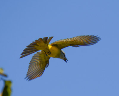 Tropical Kingbird