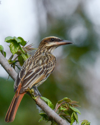 Streaked Flycatcher