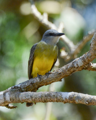 Tropical Kingbird