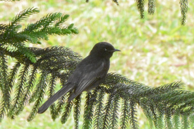 Black Phoebe