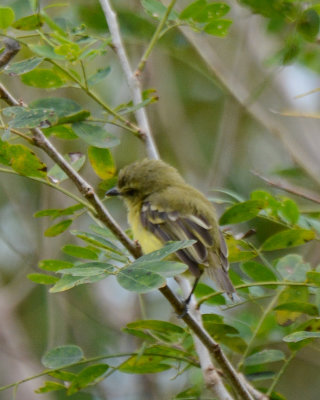 Yellow Tyrannulet