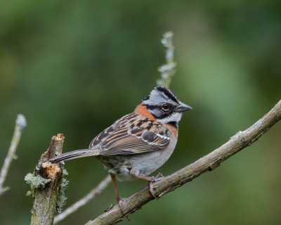 Rufous-collared Sparrow