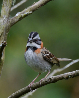Rufous-collared Sparrow