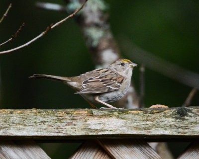 Golden-crowned Sparrow