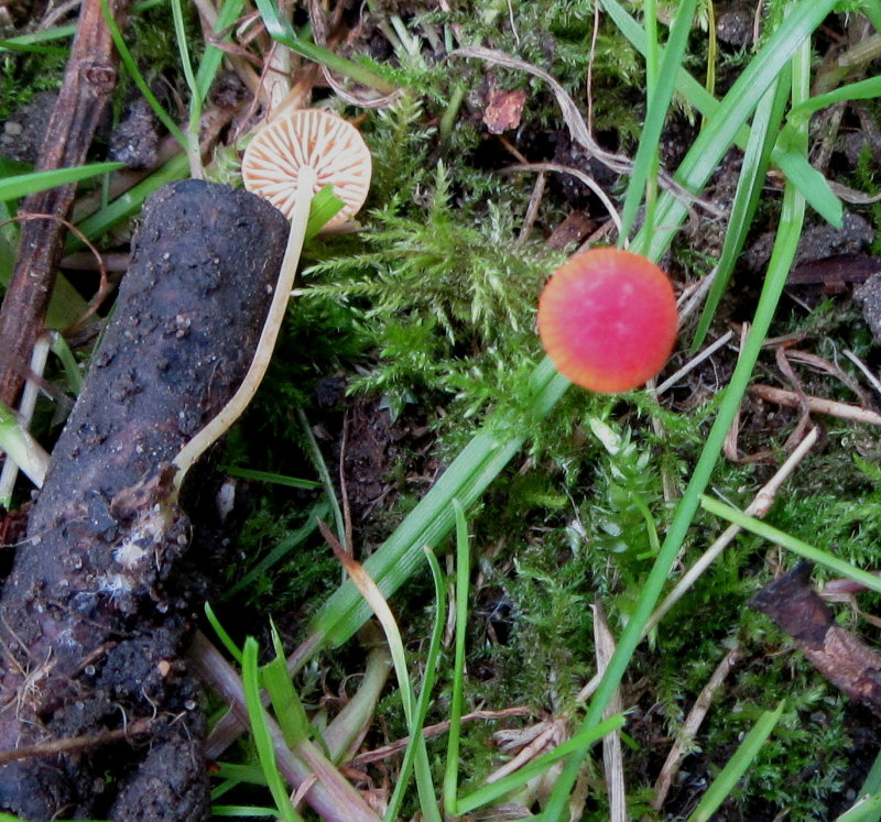 Mycena acicula 001 Idle Valley NR Notts 2017-4-23.JPG