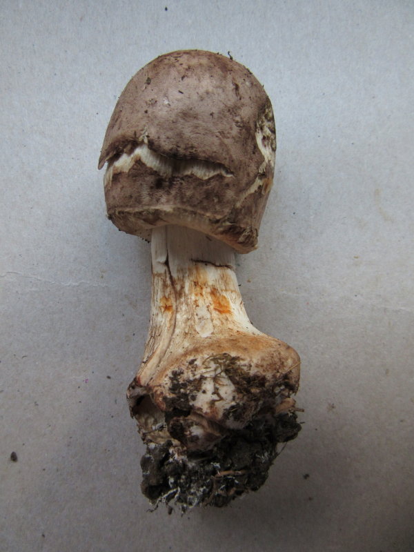 Leucoagaricus badhamii in soil with br-leaf trees,bruising orange,Eaton Wood NR Notts 2016-11-5.JPG