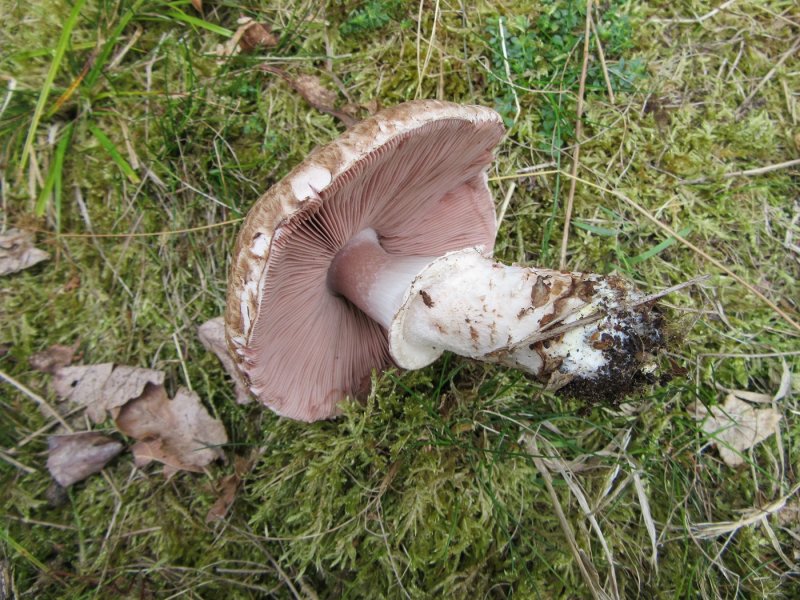Agaricus campestris var. squamulosus 02 Thoresby Eastate Notts.JPG