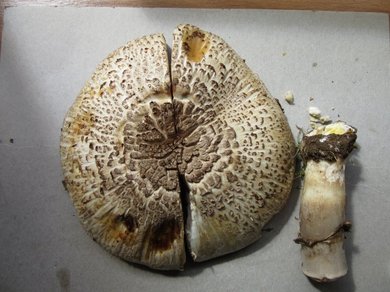 Agaricus xanthodermus var. lepiotoides in grass C-in-L churchyard NNotts 2017-8-16.JPG