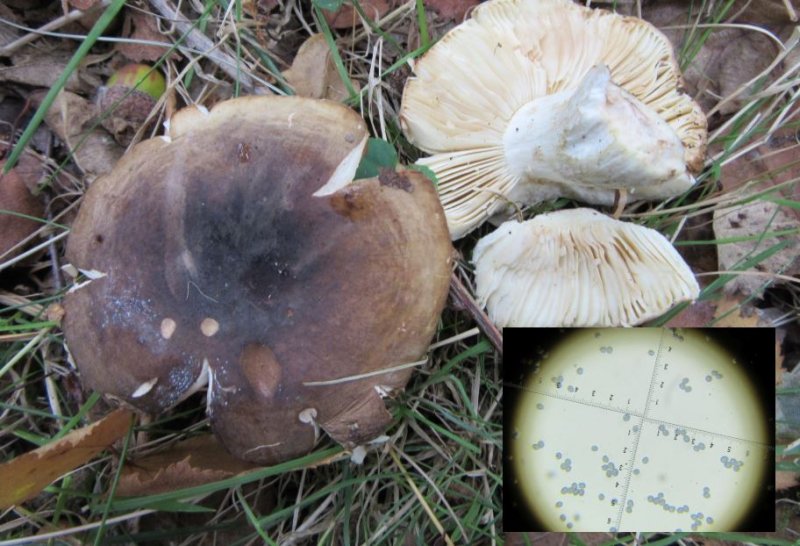 Russula graveolens soil with oak, stem grey-green with Fe, Vicar Water CP Notts 2018-9-30.JPG