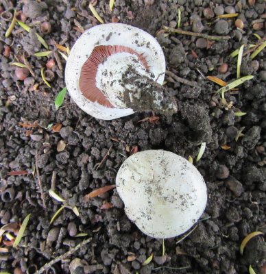 Agaricus gennadii 001 C-in-L churchyard Notts with yew 2017-6-7.JPG