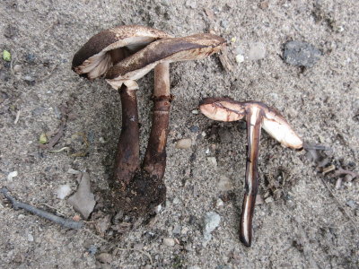 Leucoagaricus badhamii Papplewick Notts LS.JPG