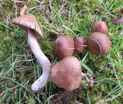 Inocybe pusio in lawn C-in-L Notts 2017-10-3.jpg