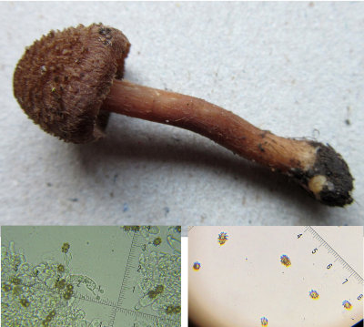 Inocybe calospora basidium and spores in sandy soil Ransom Wood Notts 2017-11-29.jpg