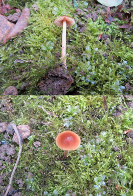A rare species of Conocybe that turned up as a single in my garden in Carlton-in-Lindrick in a shady spot in mossy soil. Unusual for a Conocybe in its bright reddish coloration (they are nearly all variations of yellow to ochraceous), though microscopically similar to other Conocybes. This was determined by Michael Jordan of the FCT. Not more than 10 records on the national databases.
Howard Williams
