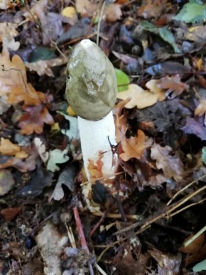 National UK Fungus Day 2018 @ Sherwood Forest