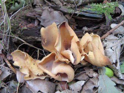 Otidea onotica soil with br-leaf trees Vicar Water CP Notts 2018-9-30.JPG