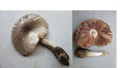 Pluteus ephebeus Barrow Hills Everton Notts 2018-10-28.JPG