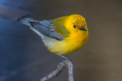 Paruline orangée / Prothonotary Warbler