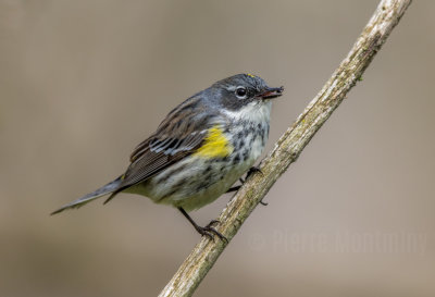 Paruline à croupion jaune / Yellow-rumped Warbler