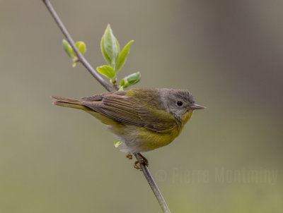 Paruline à joues grises