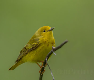 Paruline jaune / Yellow Warbler
