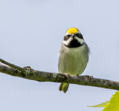 Paruline à ailes dorées / Golden-winged Warbler