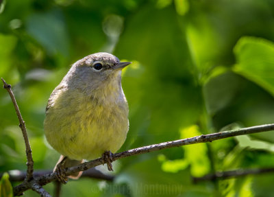 Paruline verdâtre / Orange-crowned Warbler