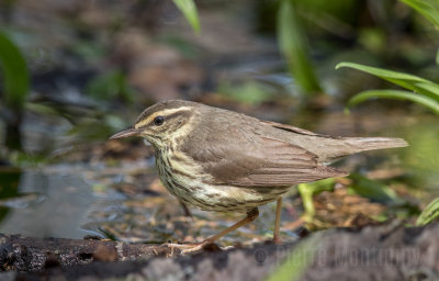 Paruline des ruisseaux / Northern waterthrush