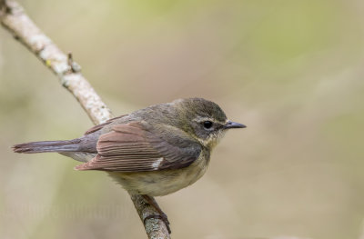 Paruline bleue / Black-throated Blue Warbler