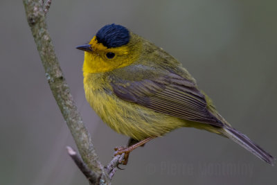 Paruline à calotte noire / Wilson's Warbler