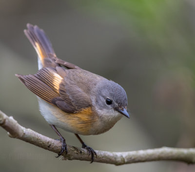 Paruline flamboyante / American Redstart