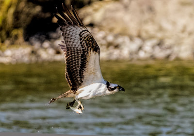 osprey-with-fish