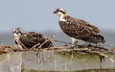 osprey nesting 