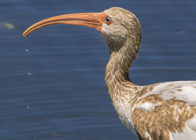   white ibis