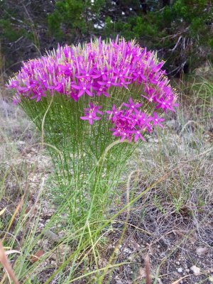 Texas Wildflowers