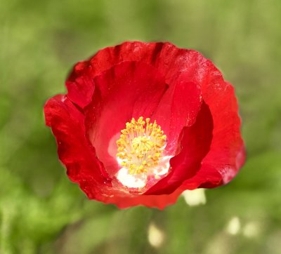 Poppy