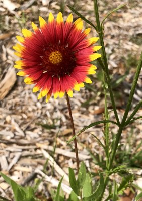 Indian Blanket