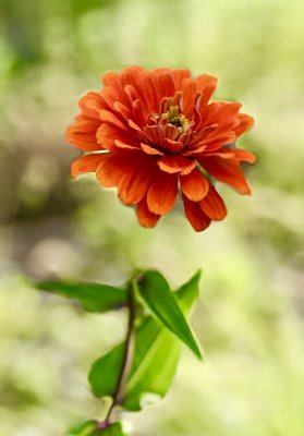 Zinnia