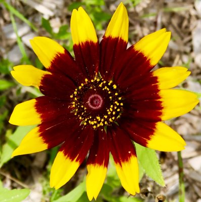 Brown-Eyed Susan