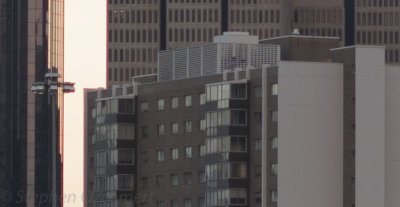 Loxia50F2center-3003.jpg