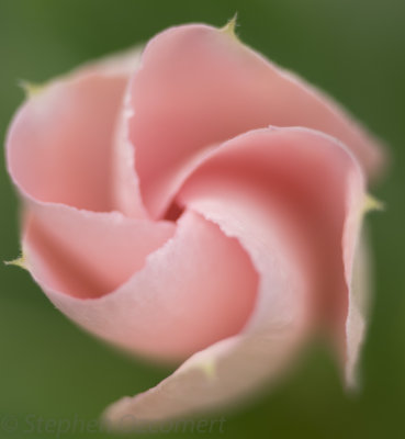 100crop-3601.jpg