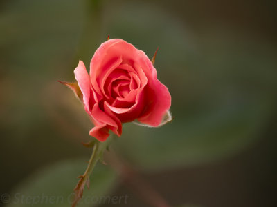 _DSC4247-Edit-2.jpg
