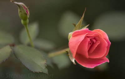 _DSC4210-Edit.jpg