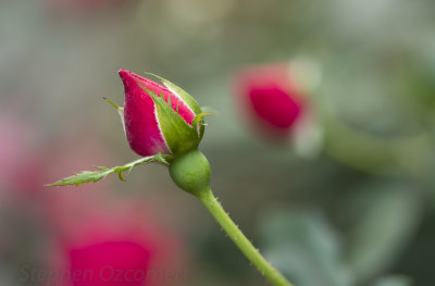 _DSC5103-Edit.jpg