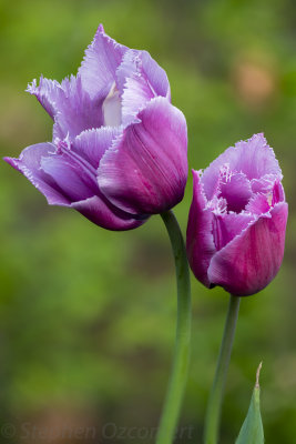 _DSC1203-Edit.jpg