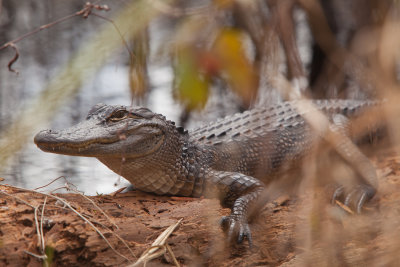 Gator in Gulf State Park